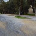 Ευκάλυπτος