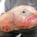 blobfish
