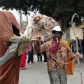 καμήλα κάινα αποκορώνου