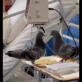 περιστέρια νοσοκομείο