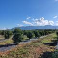 Αβοκάντο