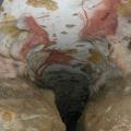 Lascaux‎‎
