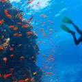 κατάδυση 