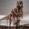 t-rex γκας