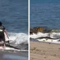 καρχαρίας, παιδί