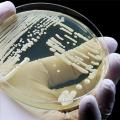 μύκητας Candida auris