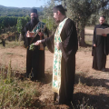 τρυγος αγιο ορος 
