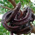 χαρουπια