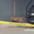 Πούμα