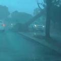 Τεράστιο δέντρο καταπλακώνει αυτοκίνητο
