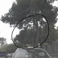 κλαδιά βενιζέλειο