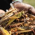 Τεράστιο σμήνος από ακρίδες καταστρέφει καλλιέργειες στην Αφρική.jpg