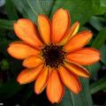 space flower