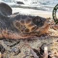 χελώνα καρέτα καρέτα στην παραλία του Αγίου Προκοπίου