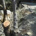 Βορά τα δάση της Κρήτης στη δράση παράνομων υλοτόμων 