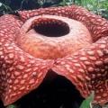  Rafflesia tuan-mudae.jpg