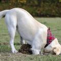 σκύλος σκάψιμο