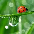837971-ladybug-wallpaper.jpg