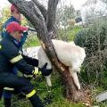 Οι Πυροσβέστες κατάφεραν να ελευθερώσουν τον σκύλο