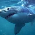 Αυστραλία: Νεκρός άνδρας από επίθεση καρχαρία