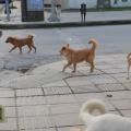 Αδέσποτα σκυλιά επιτέθηκαν σε γυναίκα οδηγό στο Ηράκλειο
