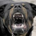 aggressive_rottweiler.jpg