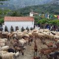 Το παλιό έθιμο με τα πρόβατα στην Ασή Γωνιά
