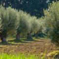 agrodiatrofi-620x420.jpg