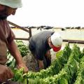 Ενισχύσεις για αγρότες ενόψει της νέας ΚΑΠ