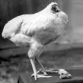 Η απίστευτη ιστορία του ακέφαλου κοτόπουλου.