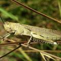 Σμήνη ακρίδων απειλούν καλλιέργειες στα Τρίκαλα