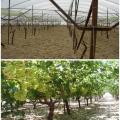 Μεγάλες καταστροφές στις αμπελοκαλλιέργειες στο νομό Ηρακλείου απο τους νοτιάδες