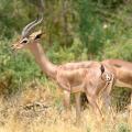 antelope_11.jpg