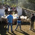Tο παλιό έθιμο με τα πρόβατα στην Ασή Γωνιά
