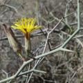 Αρτεμισία: Το &quot;θαυματουργό&quot; φυτό της Κρήτης που σκοτώνει καρκινικά κύτταρα
