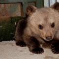 Νεκρό ένα αρκουδάκι τεσσάρων μηνών στο Ζαγόρι