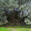 Με προγραμματική σύμβαση πλέον η προστασία των πανάρχαιων ελαιοδέντρων της Κρήτης