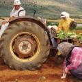 Παρατείνεται η προθεσμία για την καταβολή της ασφαλιστικής εισφοράς των αγροτών