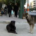 bbc-ena-ekatommurio-adespota-skulia-stin-ellada_2.w_hr.jpg