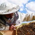 Αιτήσεις που αφορούν μελισσοκομικές δράσεις στην Κρήτη