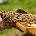 beekeepers.jpg