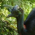 best_cassowary.jpg