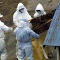 Ιαπωνία :Οι αρχές επιβεβαίωσαν τα πρώτα από το 2011 κρούσματα γρίπης των πτηνών στη χώρα
