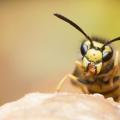 brad-pitt-wasp.jpg