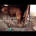 &quot;Σώστε τα βαρελόσκυλα της Κρήτης&quot; - Βίντεο για την ευαισθητοποίηση του κόσμου