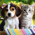 cat_and_dog07.jpg