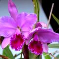 Cattleya…..ένα υπέροχο είδος Ορχιδέας, του Τάσου Χαραλαμπή