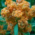 chenopodium_quinoa