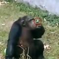 chimp.jpg