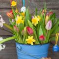 colorful-flowers.jpg